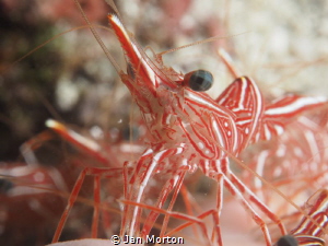 Durban Dancing Shrimp from a colony of hundreds. by Jan Morton 